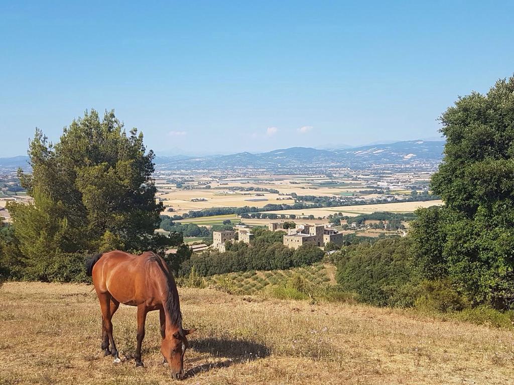 Poggio Dei Signorelli Hotel Торджано Екстериор снимка